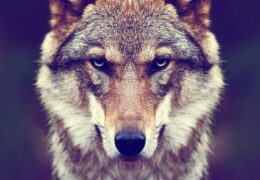 डाक्टर की हैवानियत से इंसान बना भेड़िया ?