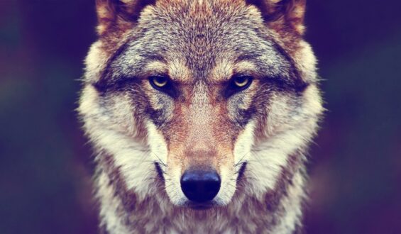 डाक्टर की हैवानियत से इंसान बना भेड़िया ?