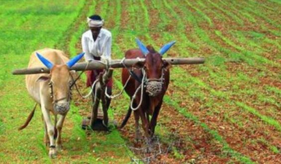 बबेरू की बाजार मे लुटता किसान?