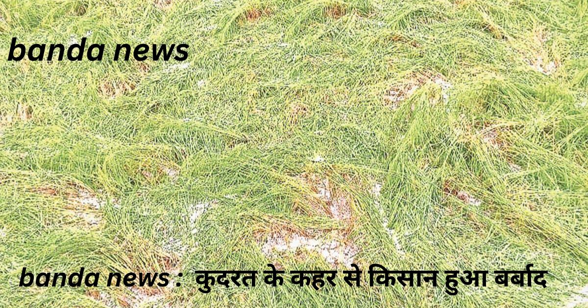 banda news :  कुदरत के कहर से किसान हुआ बर्बाद